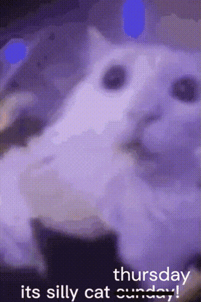 Purple Background Thursday Its Silly Cat Sunday GIF
