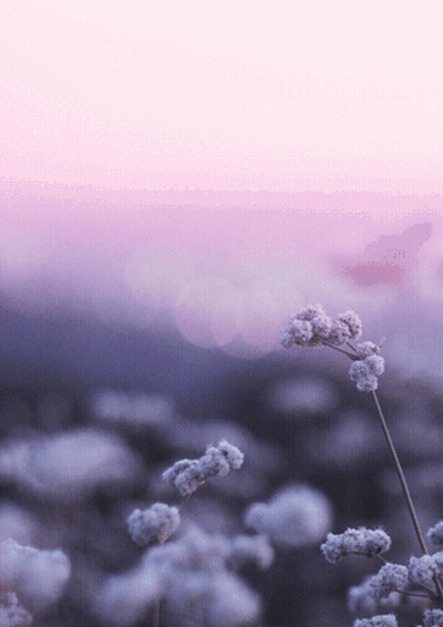 Purple Background With Flowers GIF