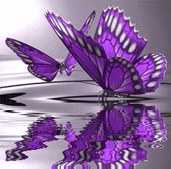 Purple Butterflies Reflection