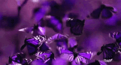 Purple Butterfly Flying Nature GIF