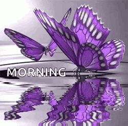 Purple Butterfly Morning Greetings GIF