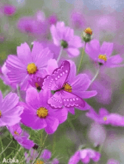 Purple Butterfly Sitting On Purple Flower GIF