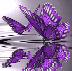 Purple Butterfly Water Reflection GIF