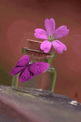 Purple Butterfly Wings Water Bottle GIF