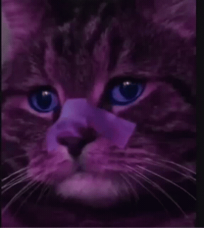 Purple Cat With Purple Ribbon On Nose GIF