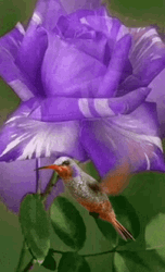 Purple Flores And Woodpecker Bird GIF