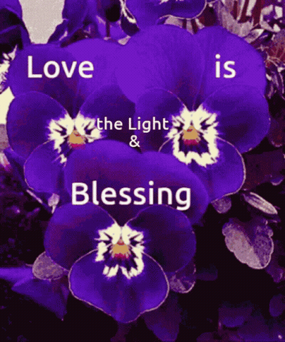 Purple Flower Love the Light and Blessing