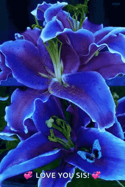 Purple Flower Saying Love You Sis