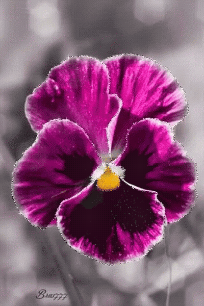 Purple Flower with Yellow Center braun77