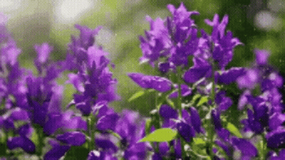 Purple Flowers In Field GIF