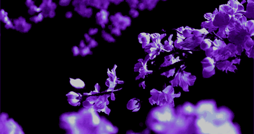 Purple Flowers On A Black Background With A Few White Ones GIF