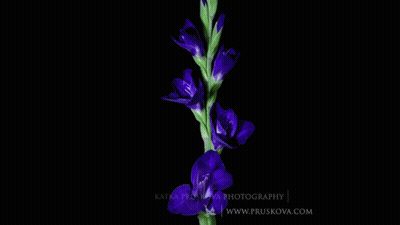 Purple Flowers On Dark Blue GIF