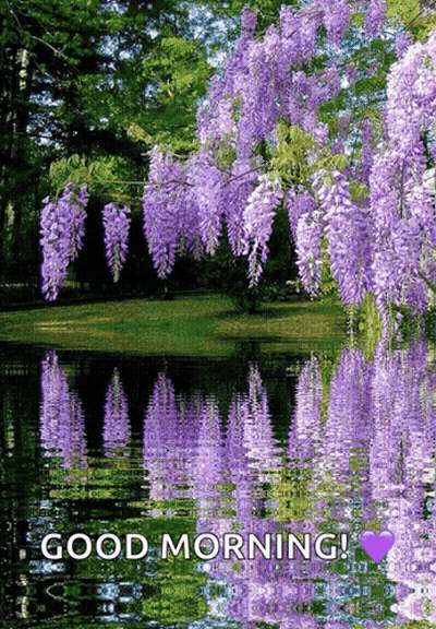 Purple Flowers Reflected In Water Good Morning GIF