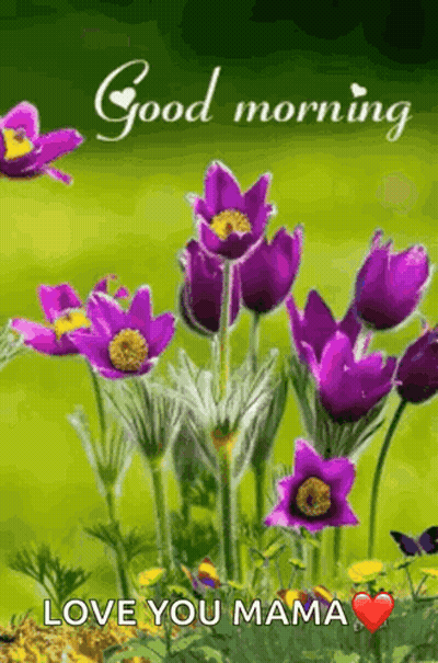 Purple Flowers Saying Good Morning Love You Mama GIF