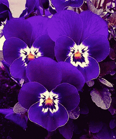 Purple Flowers With White Centers GIF