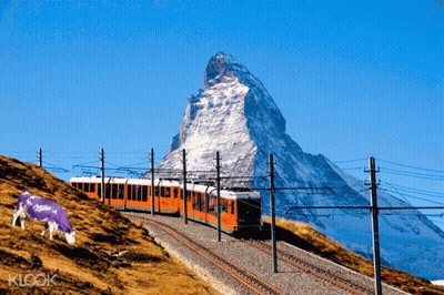 Purple Milka Cow Grazing In Front Of Train GIF
