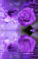 Purple Rose And Bird Reflection