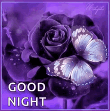 Purple Rose And Butterfly Good Night GIF