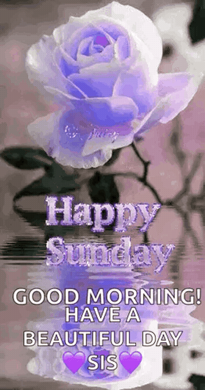 Purple Rose Happy Sunday Good Morning Beautiful Day Sis GIF