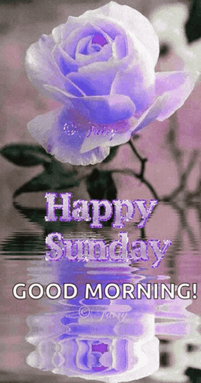 Purple Rose Happy Sunday Good Morning GIF