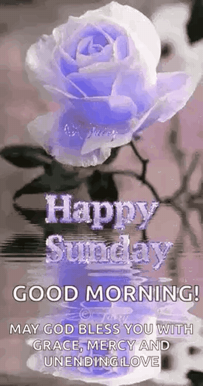 Purple Rose Happy Sunday GIF