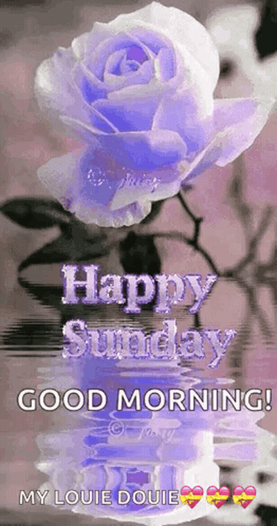 Purple Rose In Vase Happy Sunday Good Morning GIF