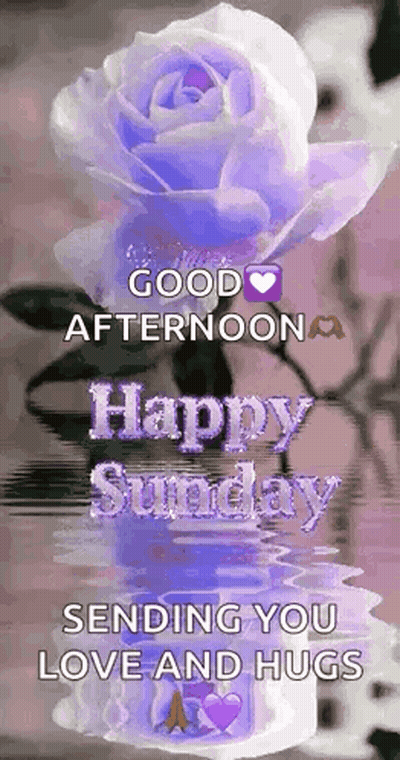 Purple Rose In Vase Sending Love GIF
