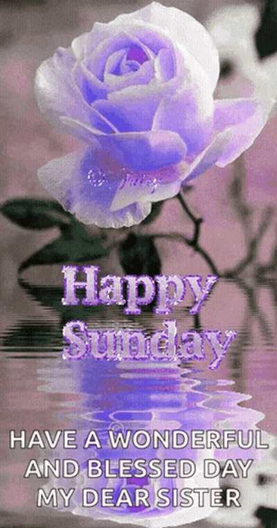 Purple Rose Reflected In Water Happy Sunday GIF