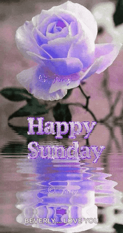Purple Rose Reflection Happy Sunday GIF