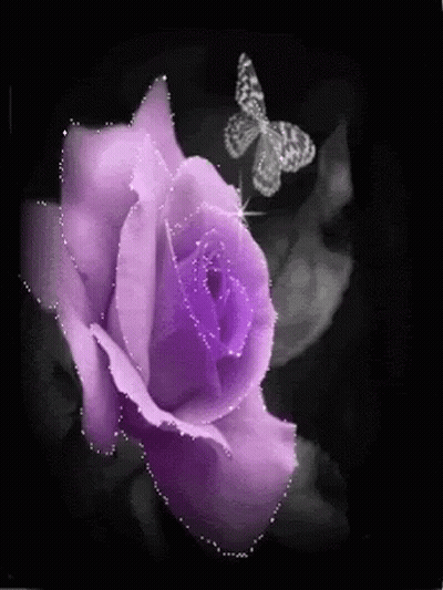 Purple Rose With Butterfly Flying GIF