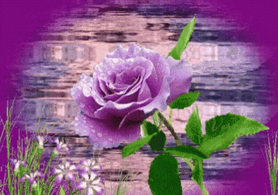 Purple Rose With Water Drops GIF