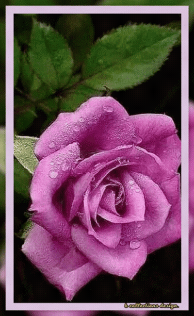 Purple Rose With Water Drops GIF