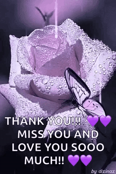 Purple Rose With Water Drops And Butterfly GIF