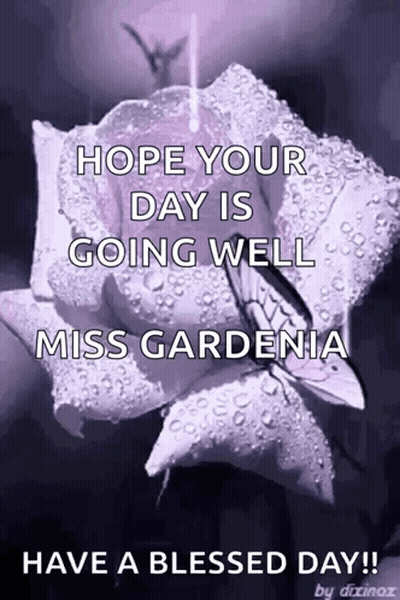 Purple Rose With Water Drops GIF