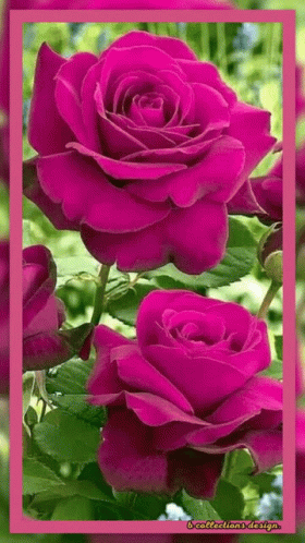 Purple Roses With Green Leaves In Garden GIF