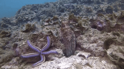 Purple Starfish Sitting On Rock In Water GIF