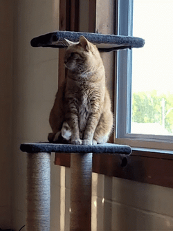 Purr British Shorthair Purr GIF