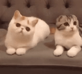 Purr Kitten Snuggle GIF