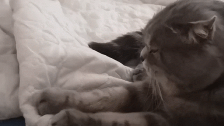 Purr Persian Cat GIF