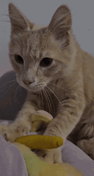 Purr Squishy Cute Cat GIF