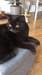 Purrcival Black Cat Kitten GIF