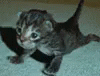 Push Up Cute Kitten Cat GIF