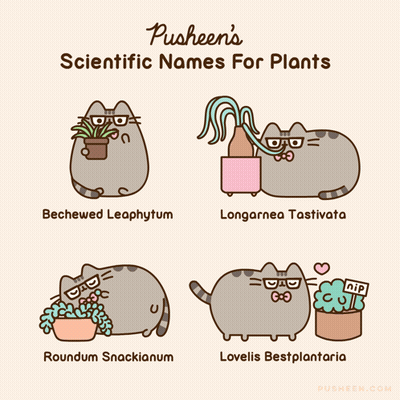 Pusheen Scientific Plant Names Bechewed Leaphytum Longarnea Tastiviata GIF