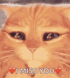 Puss In Boots Eyes We Miss You GIF