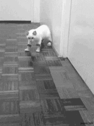 Puss In Boots Funny Cat GIF
