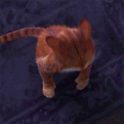 Puss In Boots Meow  GIF