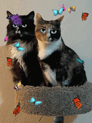 Pussycat Staying Cool With Butterflies GIF