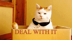 Putting On Glasses Deal With It Cat GIF