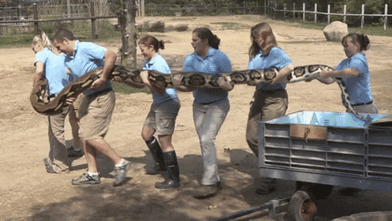 Python Carried By Zoo Keepers GIF