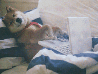 Python Developer Be Like GIF